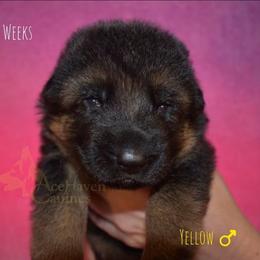 Yellow - Black and red male German Shepherd puppy in Orlando, Florida from AceHaven Canines