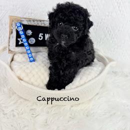 Cappuccino - Black male Poodle puppy in Florida from Adorable Toy-Miniature Poodles