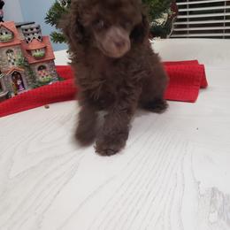Poodle Puppies from Those Prissy P. Poodles