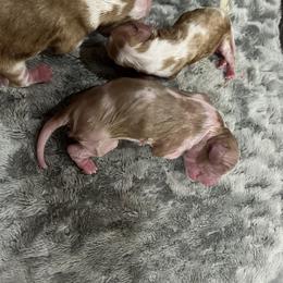 Perrier - Blenheim male Cavalier King Charles Spaniel puppy in North Bay Village, Florida from Cynthia's Cavaliers