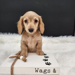 Fawn - Cream female Dachshund puppy in Smallett, Missouri from Doxie Holler