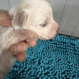 Bella - Parti female Maltipoo puppy in Lawrenceburg, Tennessee from LUV Poodles and Maltipoos