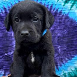 Oreo - Black male Labrador Retriever puppy in Marietta, South Carolina from Trust in the Lord Labradors