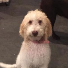 Double Doodles from Cencal Stellar Doodles