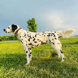 Helena - Dalmatian