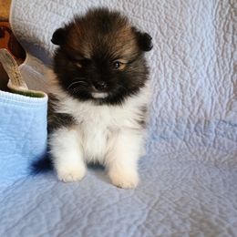 Pomeranian Puppies from Peggy's Precious Pomeranians