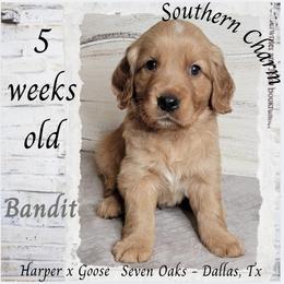 Bandit (Gray Collar) - Dark golden male Golden Retriever puppy in Scurry, Texas from 07 Seven Oaks Goldens and Doodles
