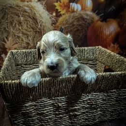 Yellow Girl - Apricot female Goldendoodle puppy in Palm Bay, Florida from Costa's Curly Canines