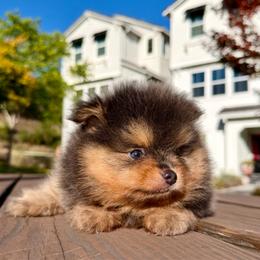 Dale - Blue and tan male Pomeranian puppy in Hayward, California from Bay Area Designer Poms