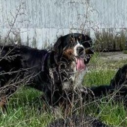 Hazel - Bernese Mountain Dog