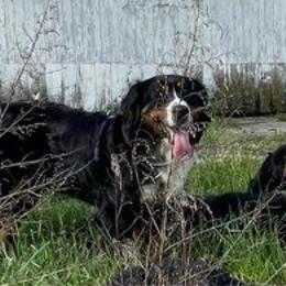 Hazel - Bernese Mountain Dog