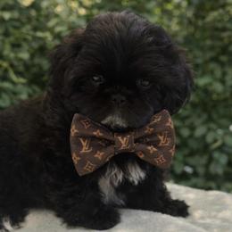 Kringle - Black male Shih Tzu puppy in Burlington, North Carolina from Nancy’s Lil’Shih Tzus