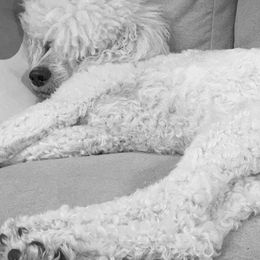 Aussiedoodles, Goldendoodles, Poodles, and Sheepadoodles from Selten Poodles and Doodles
