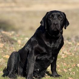 Brava - Labrador Retriever