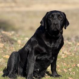 Brava - Labrador Retriever