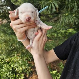 Girl 4 - White and liver brown female Dalmatian puppy in Pine City, Minnesota from Rock Creek Dalmatians
