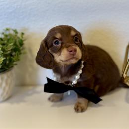 Jenna - Chocolate and cream female Dachshund puppy in Fort Gibson, Oklahoma from Cooper’s Dachshunds