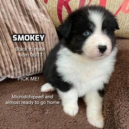 Smokey - Black tri-color male Australian Shepherd puppy in Bethany, Connecticut from Wynter Thyme Manor Australian shepherds