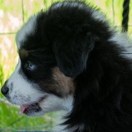 Iris - Black & white female Australian Shepherd puppy in Bloomfield, New York from Wayward Trails Kennel