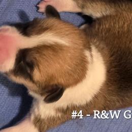 Girl 1 - Red female Pembroke Welsh Corgi puppy in Buffalo, Wyoming from Diamond K Corgis
