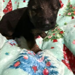 Madame Morrible - Black and red female German Shepherd puppy in Lakeland, Florida from Fur Love And Puppies