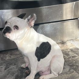 Shine - French Bulldog