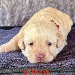 Sugar - Yellow female Labrador Retriever puppy in Sullivan, Missouri from O’Dell Labs