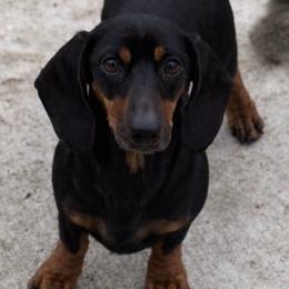 Bubu - Dachshund