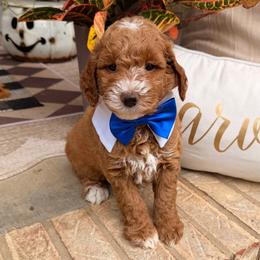 Flint - Red  male Goldendoodle puppy in Arab, Alabama from White Blossom Farms
