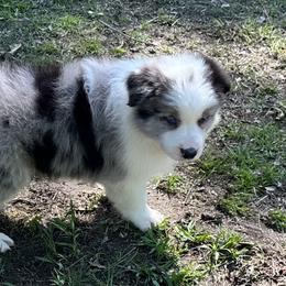 Border Collie and Papillon Puppies from Royal T Kennel