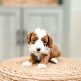 Mossy - Red  male Goldendoodle puppy in Punta Gorda, Florida from Transformation Acres Goldendoodle