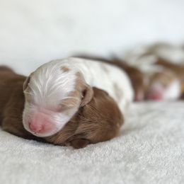 Goldendoodle Puppies from Ruby's Kit & Ka'Doodles