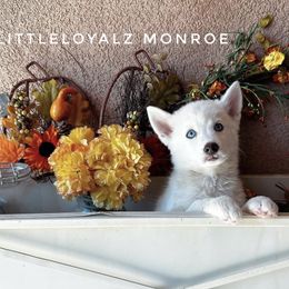 Monroe - White female Pomsky puppy in Riverside, California from LittleLoyalzLLC