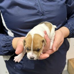 Jack Russell Terrier Puppies from Kilgus Jack Russell Terriers