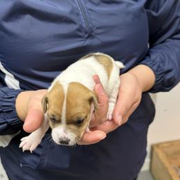 Jack Russell Terrier Puppies from Kilgus Jack Russell Terriers
