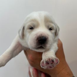 Girl 4 - female Great Pyrenees puppy in Northampton, Pennsylvania from Misty Valley Farm