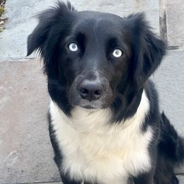 Journey - Australian Shepherd