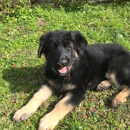 German Shepherd Puppies from Golden Breed German Shepherds