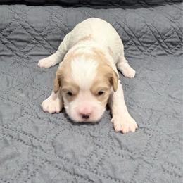 Apricot - Apricot female Cavapoo puppy in Nevada, Missouri from Backroad Fur Babies