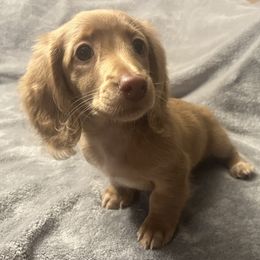 Chevelle - Cream female Dachshund puppy in Arp, Texas from Barksalot Dachshunds