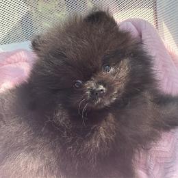 Smoke - Black male Pomeranian puppy in Kansas City, Missouri from S&K Pomeranians