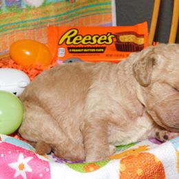 Reese’s - Apricot Goldendoodle puppy in Iowa from Nation Goldendoodles