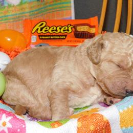 Reese’s - Apricot Goldendoodle puppy in Iowa from Nation Goldendoodles