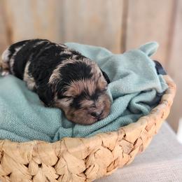 Thames Firth - Blue merle female Bernedoodle puppy in Marshall, Michigan from Whispering Aspen Homestead