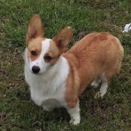 Pixie - Pembroke Welsh Corgi