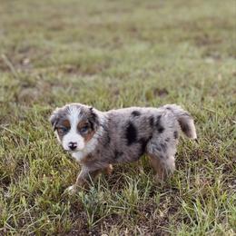 Frenchy - Blue merle female Australian Shepherd puppy in Uvalda, Georgia from Happy Ours Australian Shepherds