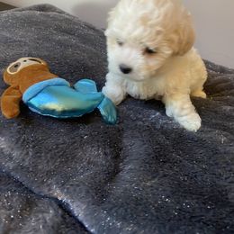Little girl - White and buff female Bichon Frise puppy in Greensboro, North Carolina from Luna Llena Bichons