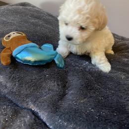 Little girl - White and buff female Bichon Frise puppy in Greensboro, North Carolina from Luna Llena Bichons
