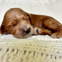 Kai - Apricot male Goldendoodle puppy in Birmingham, Alabama from Ivy’s Doodles
