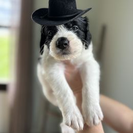Bernedoodle Puppies from Pippy’s Doodle Pups